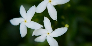 合上白花或天竺葵、栀子、茉莉花作背景。