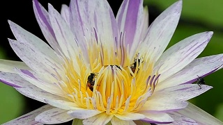 美丽的荷花和蜜蜂的慢镜头。视频素材模板下载