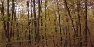 秋天的森林里起飞飞行。原始的原始日志格式。