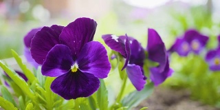 三色紫罗兰的紫罗兰花。