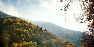 秋天树木森林山景观