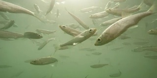 水下鱼群。海洋生物以工业渔业和农业为主题。