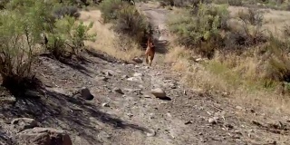 三名山地自行车手和一只狗在科罗拉多州Fruita的18号公路上骑过岩石