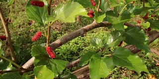 新鲜成熟多汁的红色桑树，全高清1920x1080，慢镜头