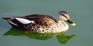小鸭子的特写，享受在湖里的一些溅在其他划桨者的早晨。