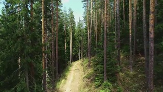 山林中的道路、小径、小径视频素材模板下载