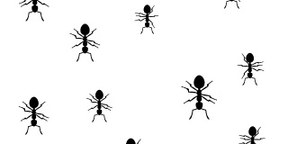 蚂蚁跑