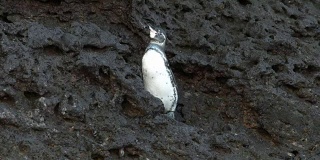 一只加拉帕戈斯企鹅在巴托洛姆岛上扇动着翅膀