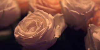 婚礼上的白玫瑰花束。夹。一个白色玫瑰的花瓣特写。特写新鲜的白色玫瑰与绿色茎和叶