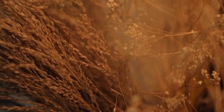 特写的静物耳朵作为背景。干燥的金色谷物穗的芳香。