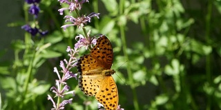 橙蝶或豹斑蝶在花上，飞出花在花园的早晨