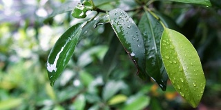 慢镜头:雨后树叶上的雨滴，大自然的清新