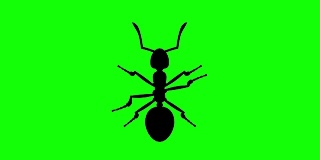 固定蚂蚁在绿色屏幕上，CG动画剪影，循环