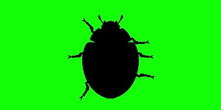 固定甲虫在绿色屏幕上，CG动画剪影，循环