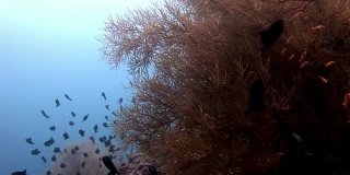 鱼群和金枪鱼水下在马尔代夫反射太阳的背景。