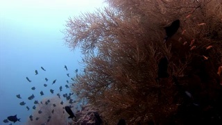 鱼群和金枪鱼水下在马尔代夫反射太阳的背景。视频素材模板下载