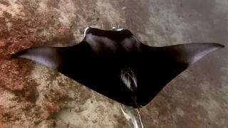 马尔代夫水下的蝠鲼和鮣鱼。视频素材模板下载