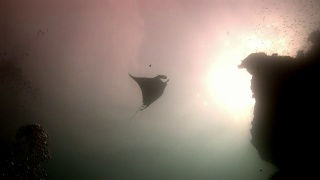 马尔代夫的蝠鲼和鮣鱼水下反射太阳的背景。视频素材模板下载