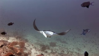 水下的蝠鲼在马尔代夫的鱼群背景。视频素材模板下载