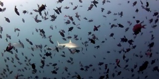 鲨鱼和金枪鱼水下背景的学校鱼在海底。