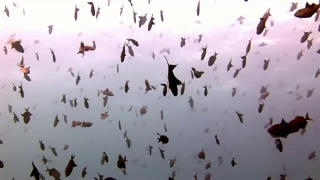 鱼群在马尔代夫反射太阳海床的背景下。视频素材模板下载