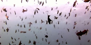 鱼群在马尔代夫反射太阳海床的背景下。