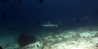 鲨鱼和金枪鱼水下背景的学校鱼在海底。