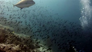 鱼群和金枪鱼水下在马尔代夫反射太阳的背景。视频素材模板下载