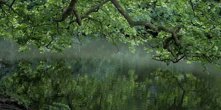 森林中美丽的湖泊，湖面上的镜面反射