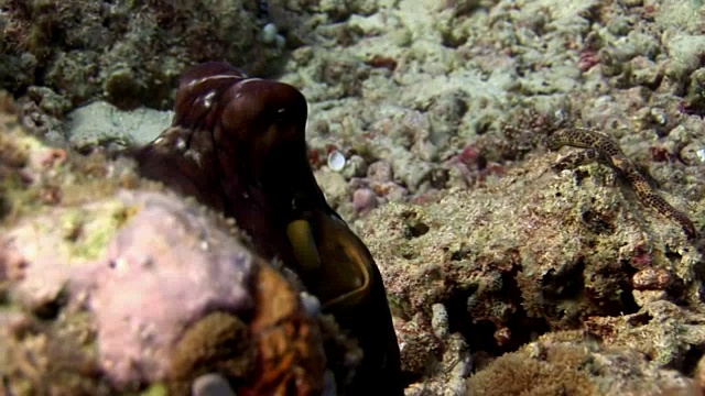 马尔代夫海底章鱼的特写微距视频。