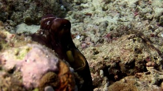 马尔代夫海底章鱼的特写微距视频。视频素材模板下载