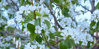 花园里盛开的苹果树。