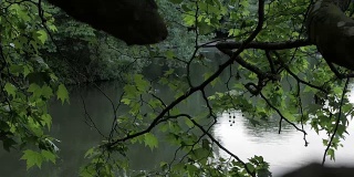 近距离的树枝对翠绿的湖水在森林反射在湖面的镜面