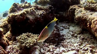 章鱼在马尔代夫的海底掩面。视频素材模板下载