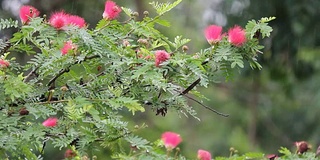 粉扑花带雨