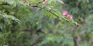 粉扑花带雨