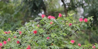 粉扑花带雨