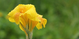 黄美人蕉花与雨的特写