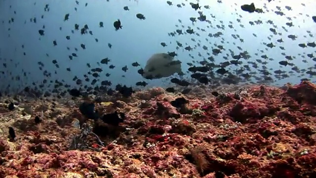马尔代夫海底的一群鱼和拿破仑濑鱼。