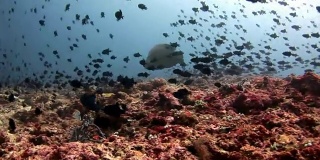 马尔代夫海底的一群鱼和拿破仑濑鱼。