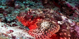 狮子鱼，蝎子鱼，有毒的鲜红色海底在马尔代夫。