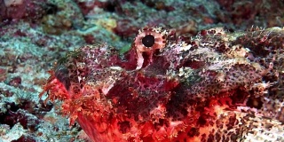 狮子鱼，蝎子鱼，有毒的鲜红色海底在马尔代夫。