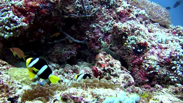 海鳗、海葵和小丑鱼在海底。