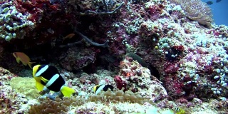海鳗、海葵和小丑鱼在海底。