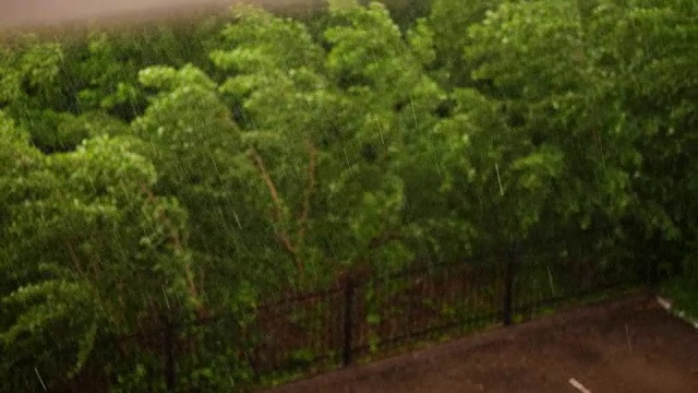 春日，城里雷雨连连，狂风暴雨，下着倾盆大雨和冰雹。关注大雨滴，在城市公园的绿色树梢从强风弯曲