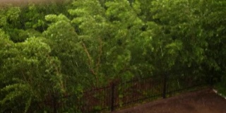 春日，城里雷雨连连，狂风暴雨，下着倾盆大雨和冰雹。关注大雨滴，在城市公园的绿色树梢从强风弯曲