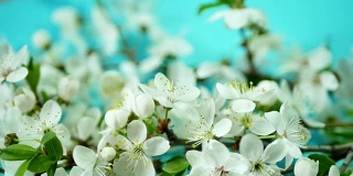 春天的背景是白色的花