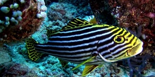 条纹鱼咕哝松鸡水下背景在马尔代夫的海床。
