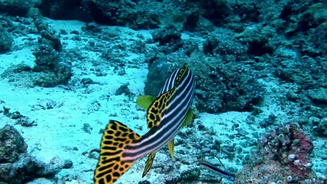 条纹鱼水下在马尔代夫海床的背景。
