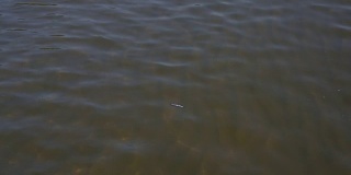 死鱼漂浮在水面上